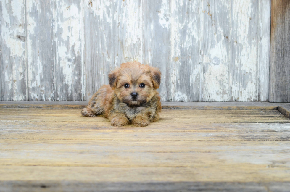 Morkie Pup Being Cute