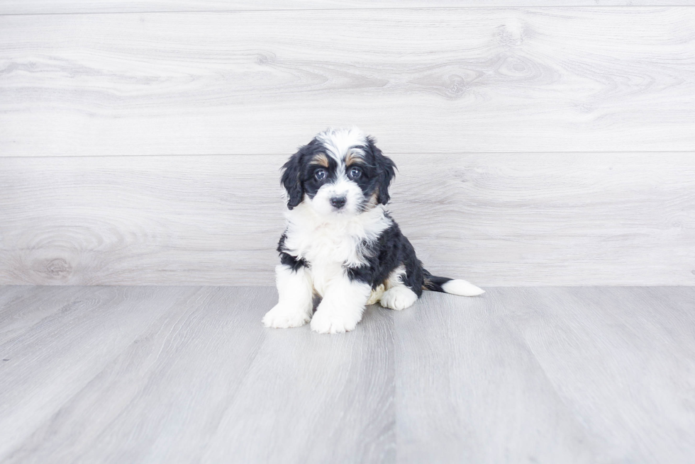 Popular Mini Bernedoodle Poodle Mix Pup