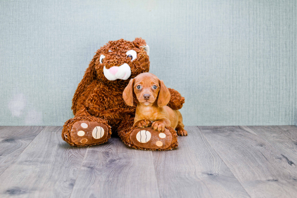 Dachshund Puppy for Adoption