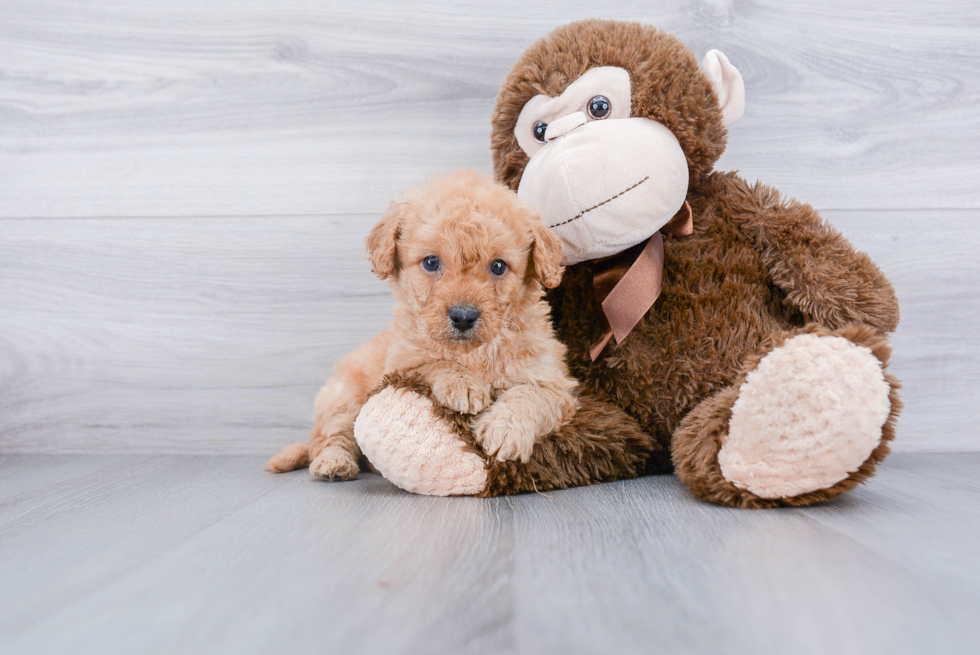 Best Mini Goldendoodle Baby