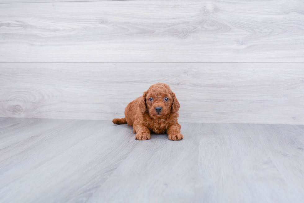 Small Mini Goldendoodle Baby
