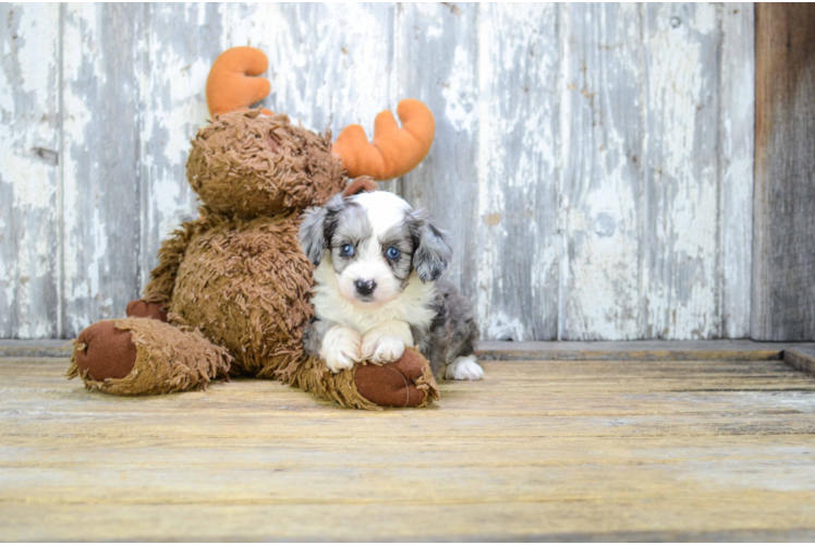 Playful Aussiepoo Poodle Mix Puppy