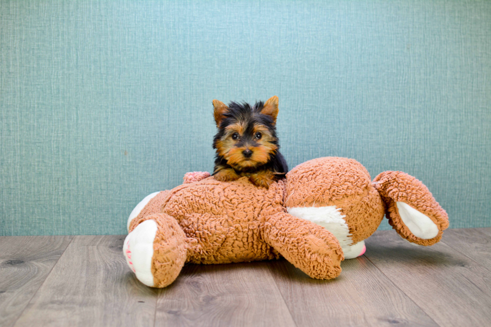 Meet Tinkerbell - our Yorkshire Terrier Puppy Photo 