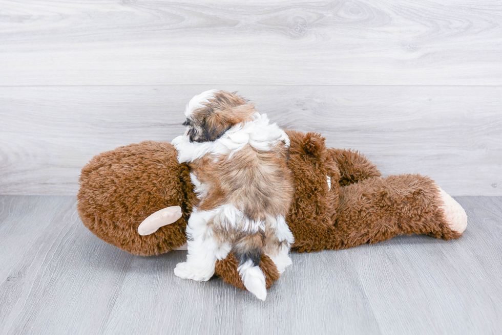 Sweet Teddy Bear Baby