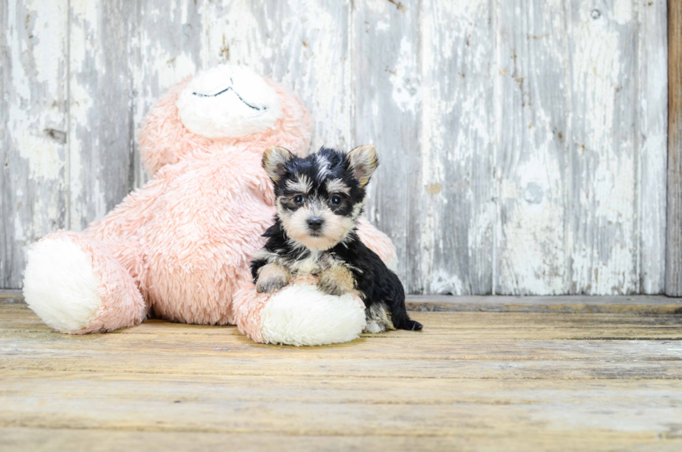Morkie Pup Being Cute