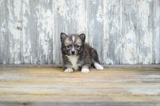 Sweet Pomsky Baby