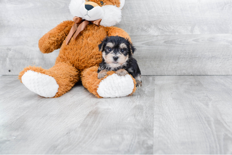 Funny Morkie Designer Pup