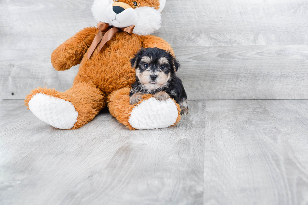 Funny Morkie Designer Pup