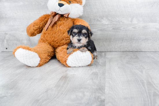 Funny Morkie Designer Pup