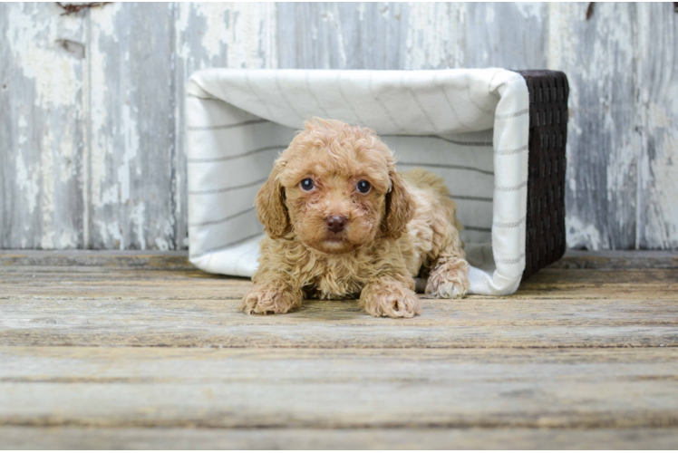 Poodle Pup Being Cute