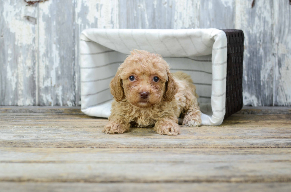 Poodle Pup Being Cute