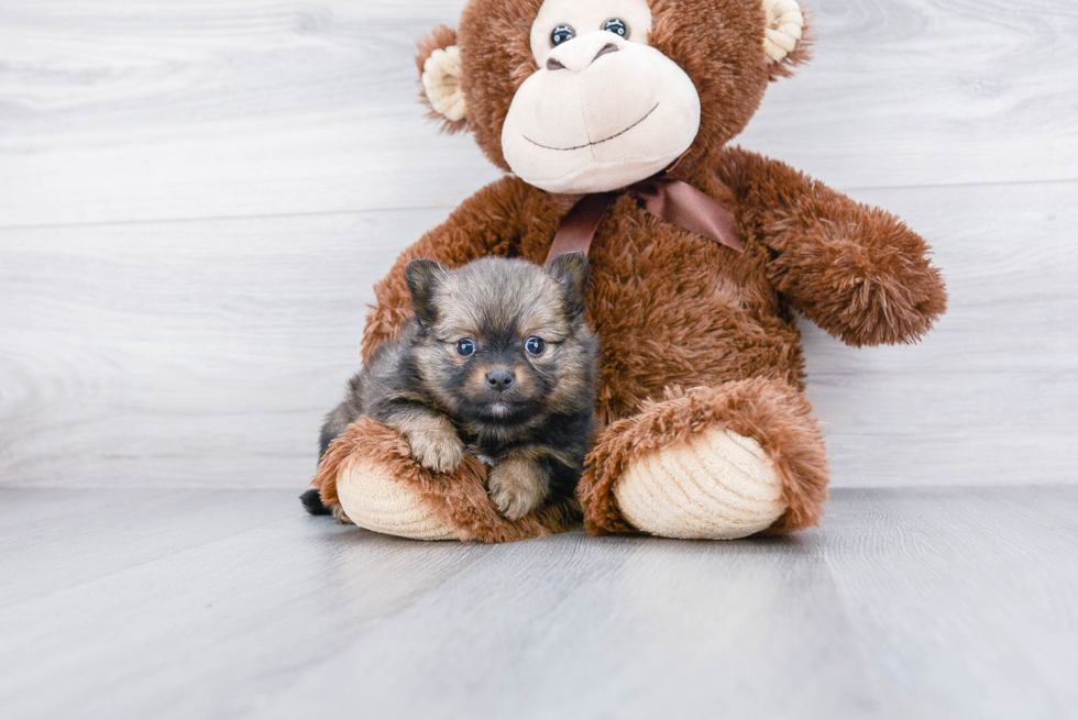 Playful Pomeranian Baby