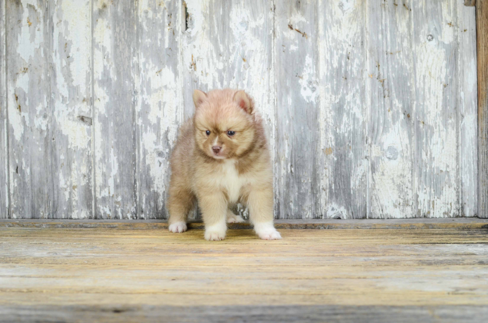 Pomsky Pup Being Cute