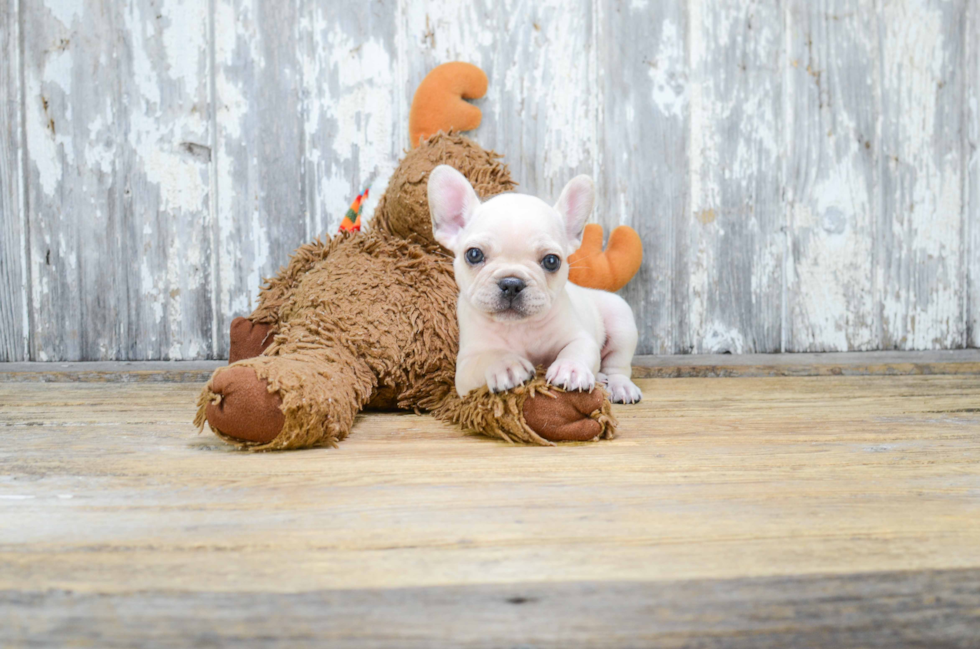 French Bulldog Puppy for Adoption