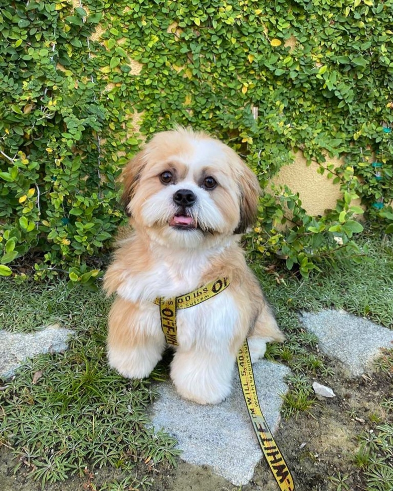 Shih Tzu Pictures, Size, Temperament +More | Premier Pups