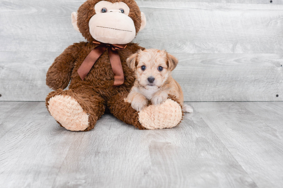 Energetic Yorkie Designer Puppy