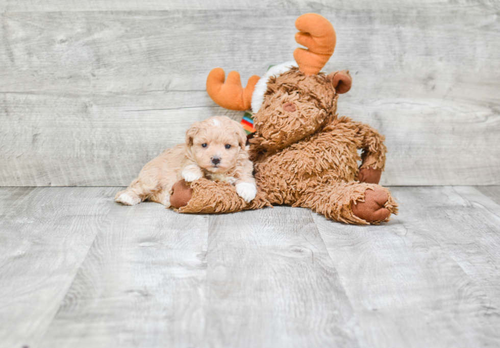 Petite Maltipoo Poodle Mix Pup