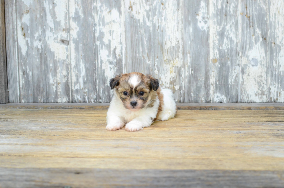 Little Shit Designer Puppy