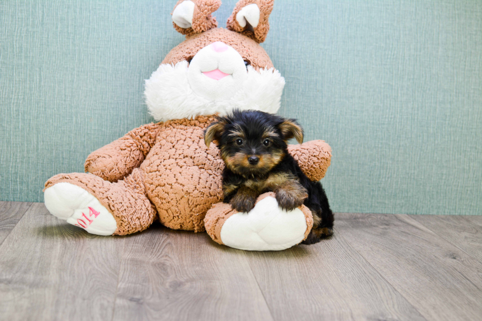 Meet Rebecca - our Yorkshire Terrier Puppy Photo 