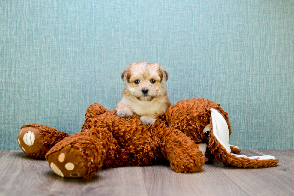 Happy Morkie Baby