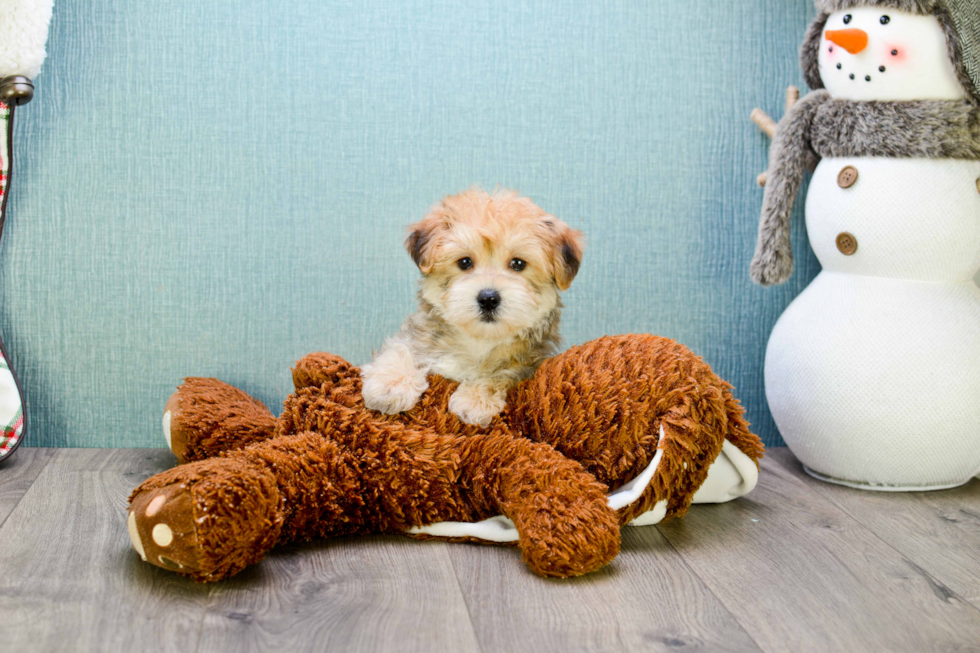 Happy Morkie Baby