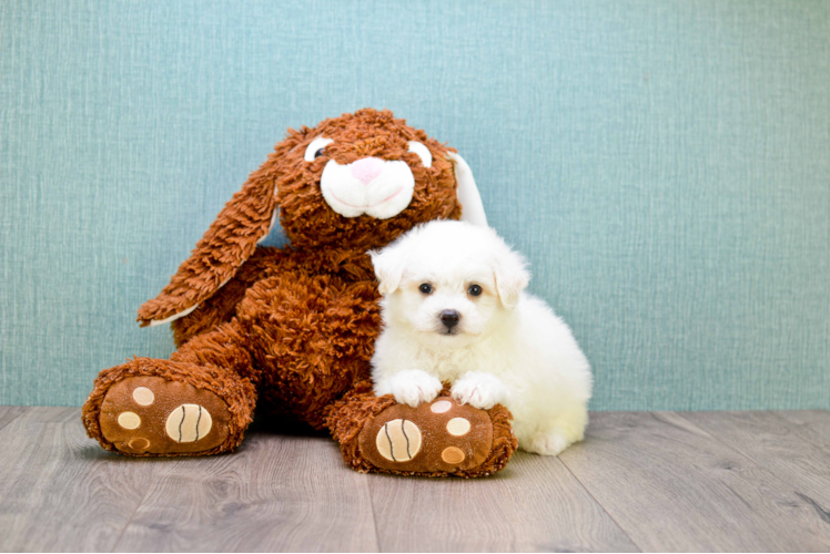 Maltipoo Puppy for Adoption