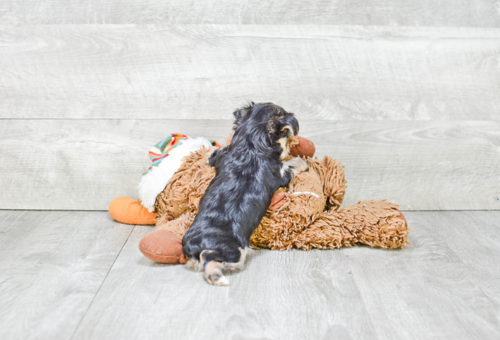 Adorable Yorkie Designer Puppy