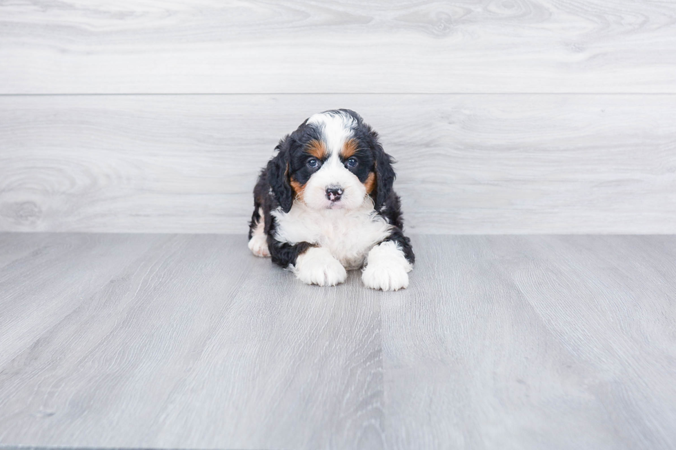 Adorable Bernadoodle Poodle Mix Puppy