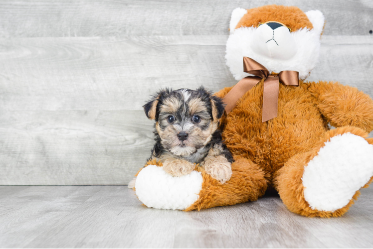 Fluffy Morkie Designer Pup