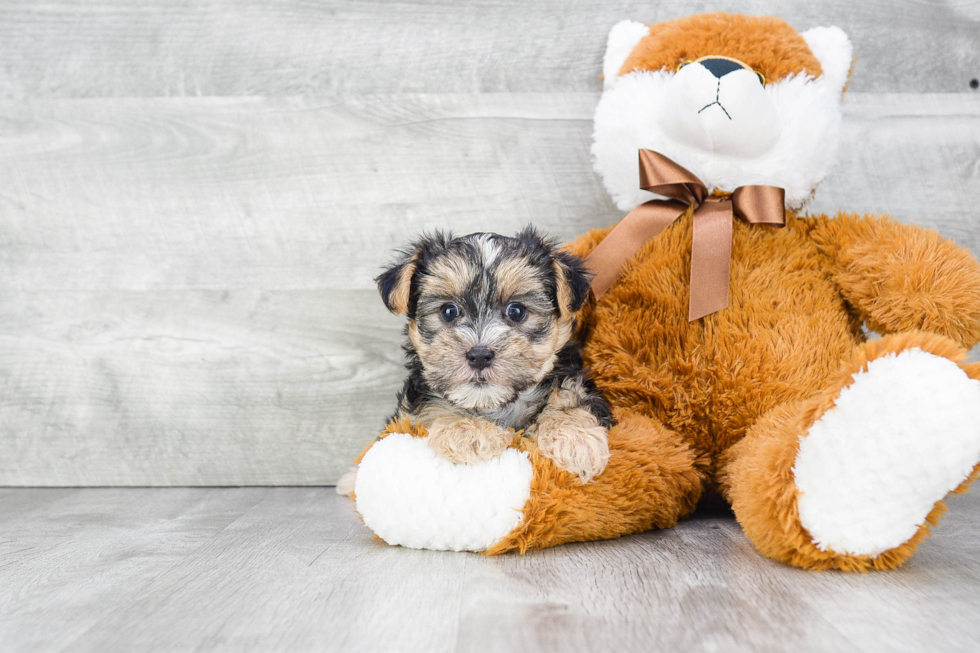 Fluffy Morkie Designer Pup