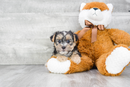 Fluffy Morkie Designer Pup