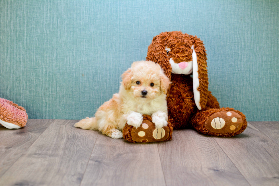 Maltipoo Pup Being Cute