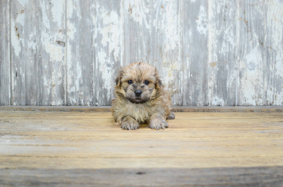 Adorable Yorkie Designer Puppy