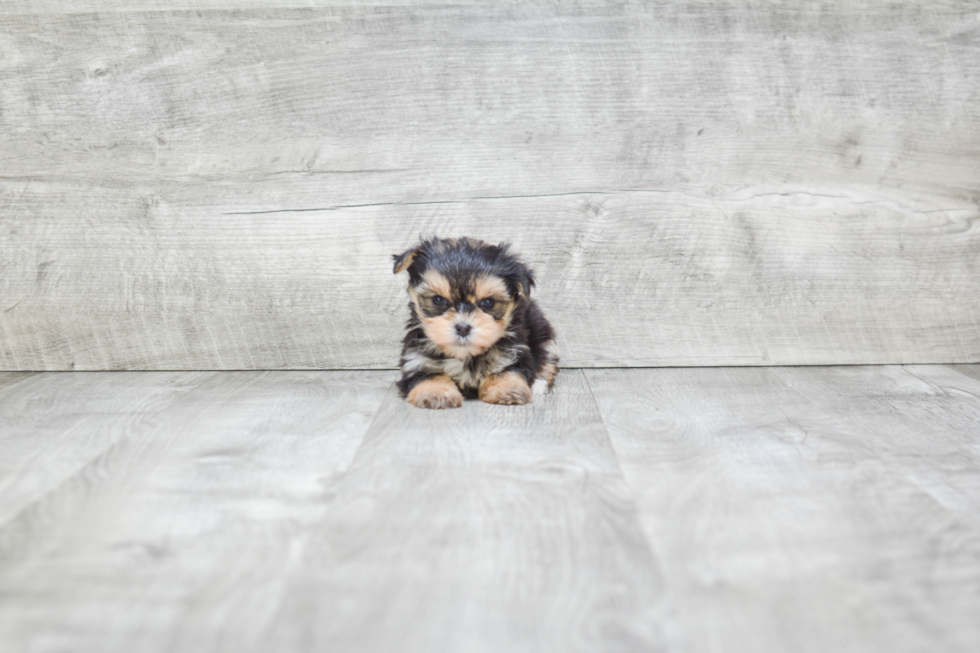 Funny Morkie Designer Pup