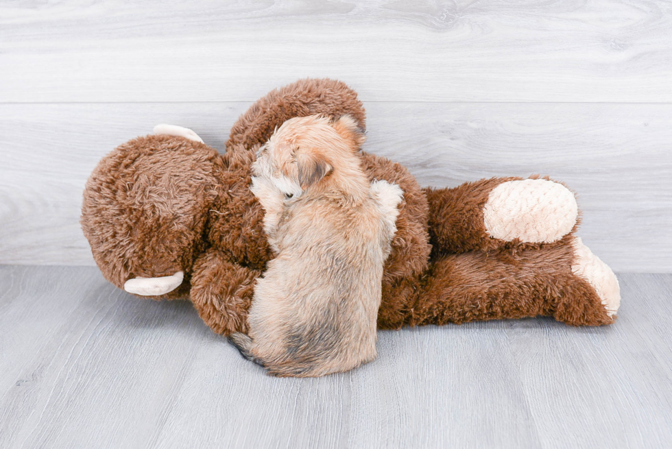 Popular Morkie Designer Pup