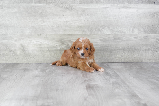 Friendly Cavapoo Baby