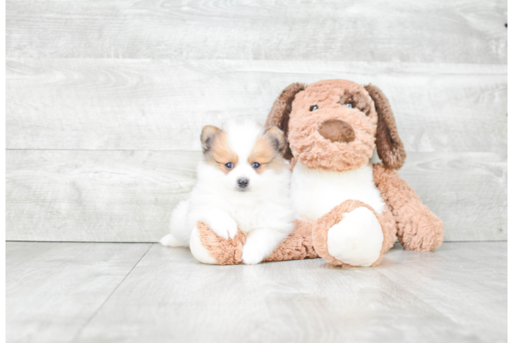 Pomeranian Puppy for Adoption