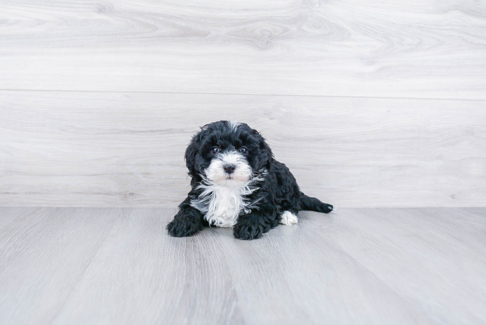 Best Mini Sheepadoodle Baby