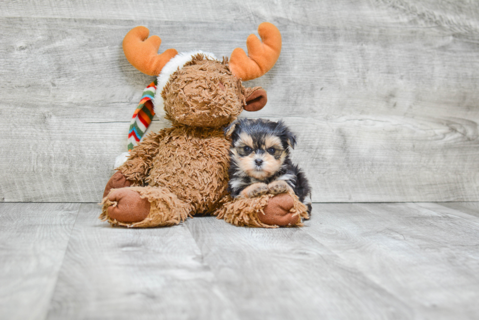 Morkie Pup Being Cute