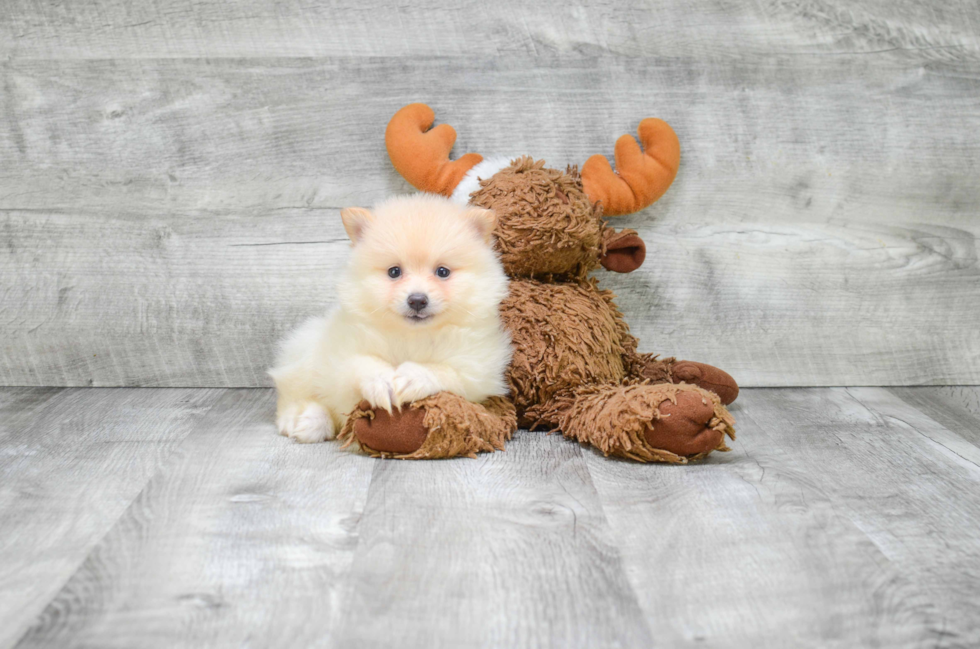 Playful Pomeranian Purebred Pup