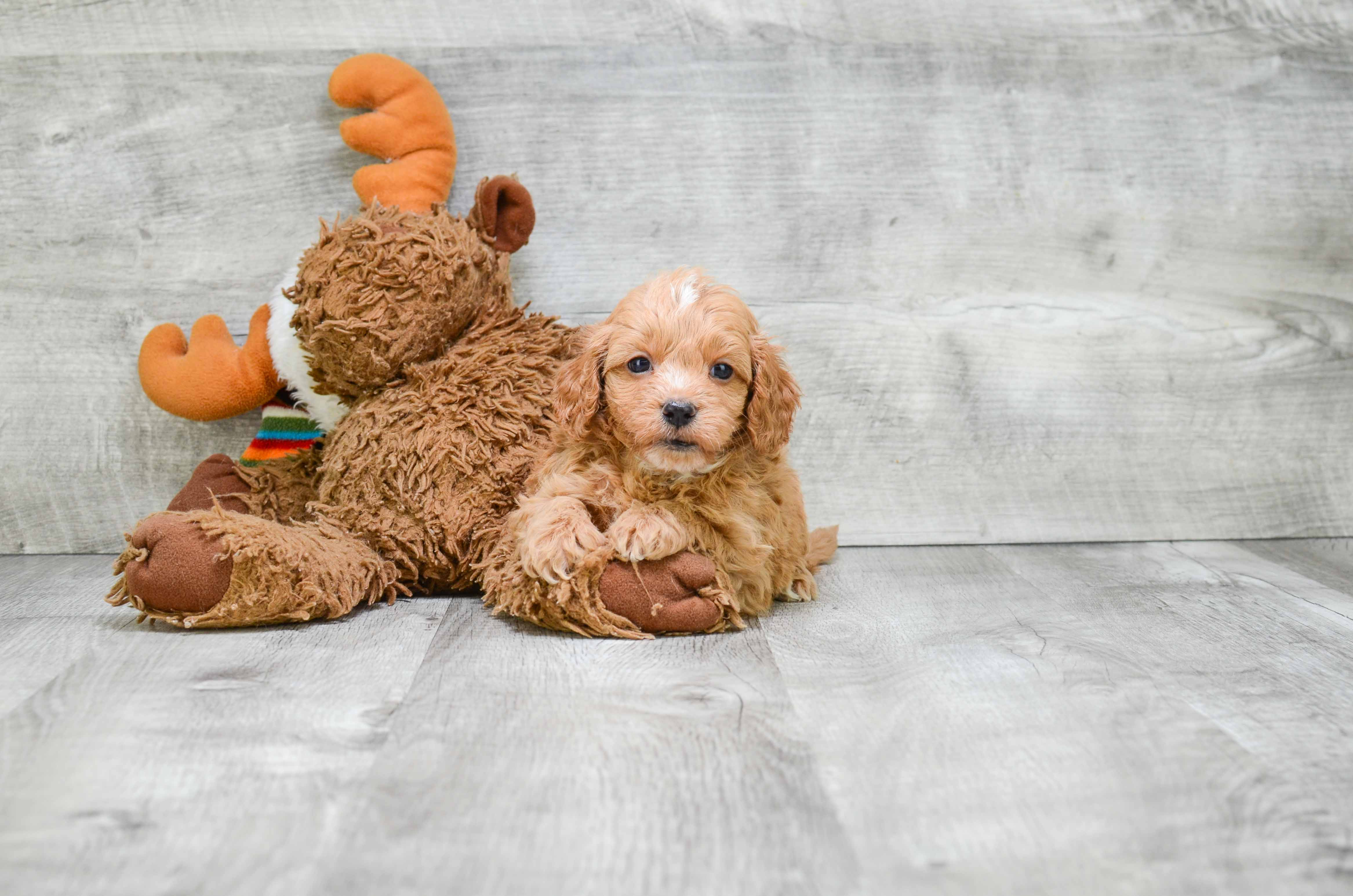 Cavapoo Puppy for Adoption