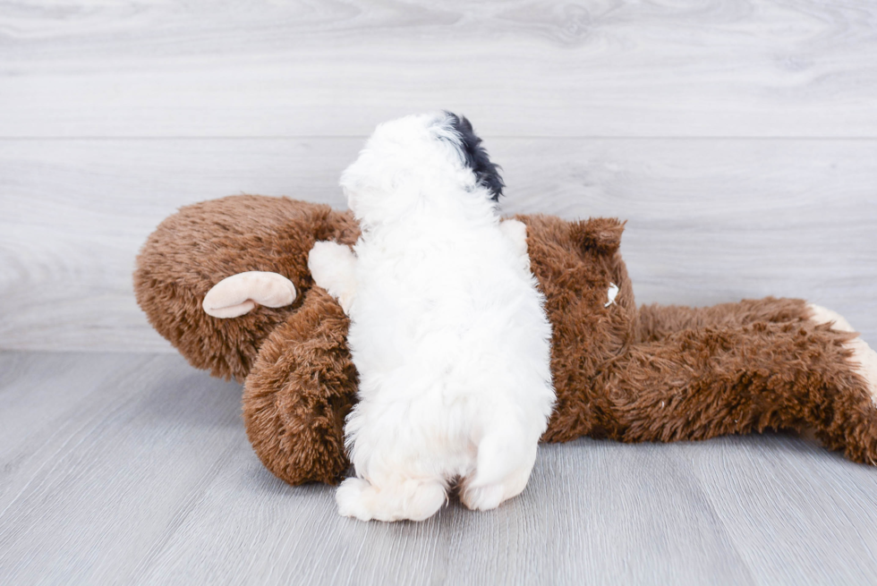 Teddy Bear Pup Being Cute