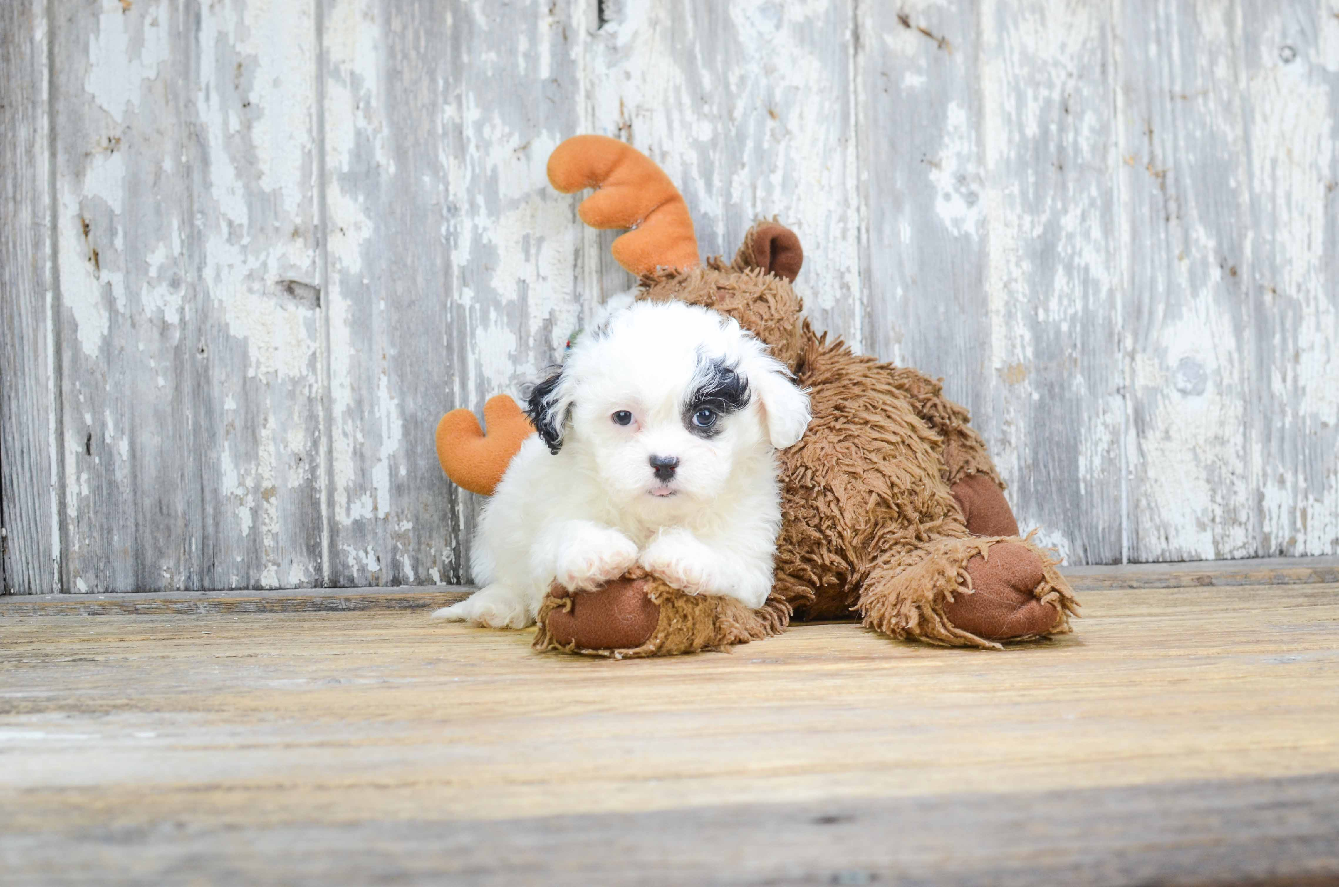 Teddy Bear Pup Being Cute