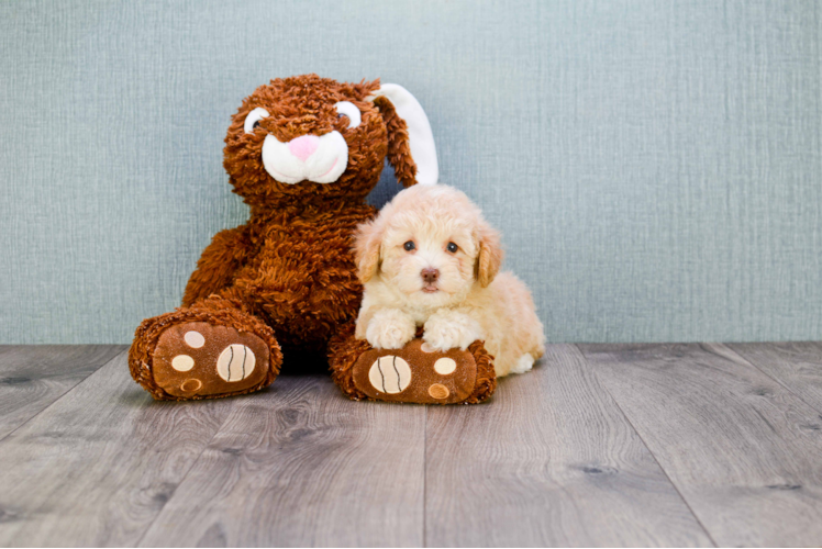 Maltipoo Puppy for Adoption