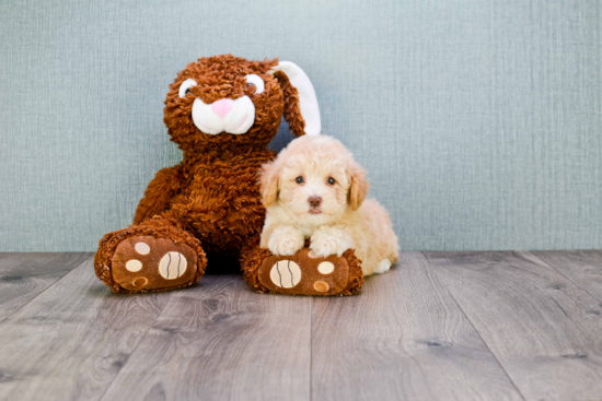 Maltipoo Puppy for Adoption