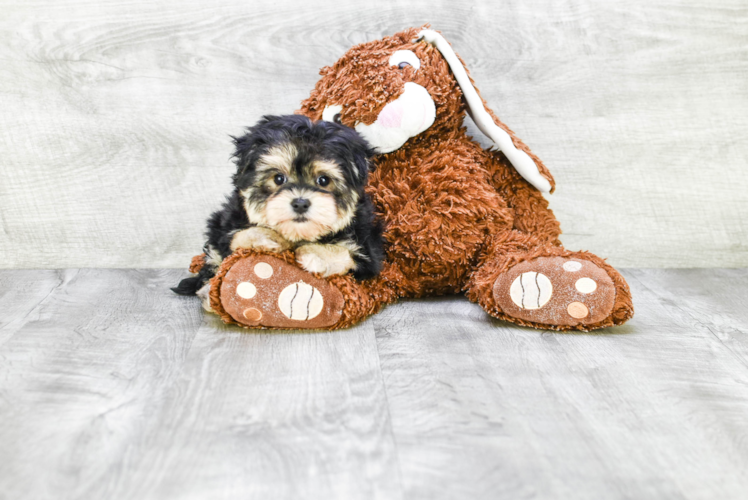 Playful Yorkie Designer Puppy