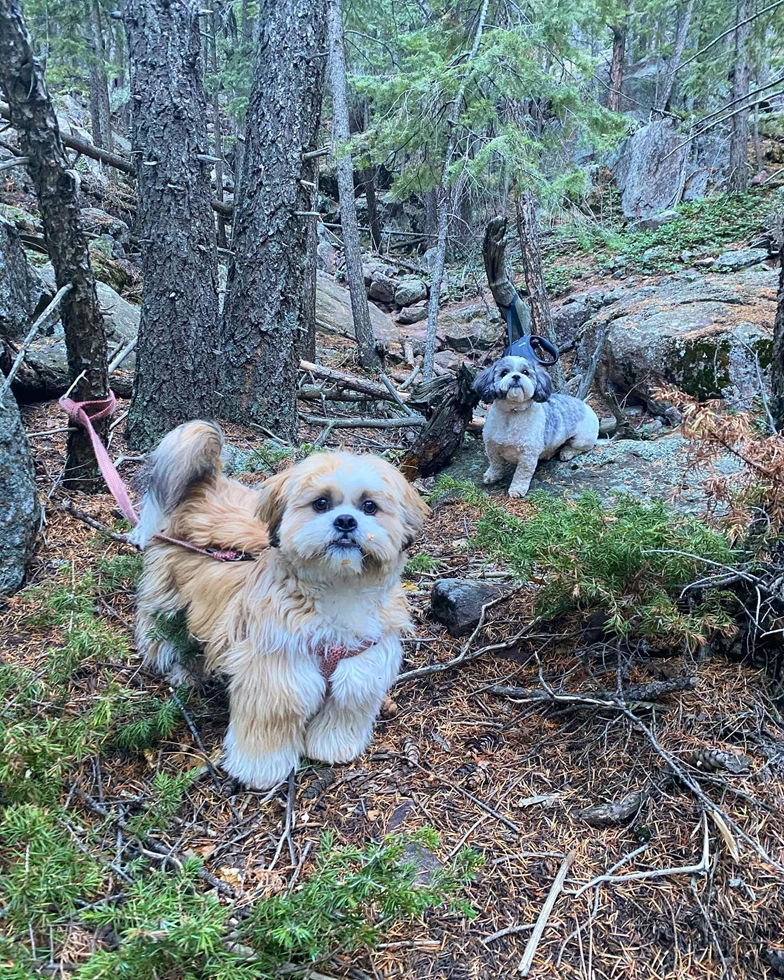 Shih Tzu Pictures, Size, Temperament +More | Premier Pups