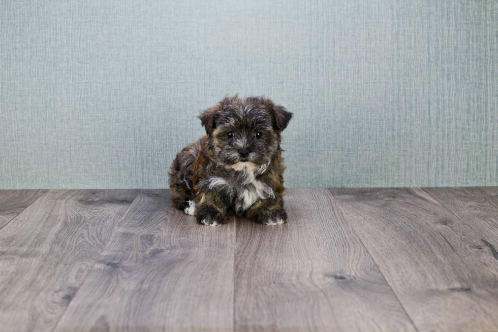 Sweet Morkie Baby