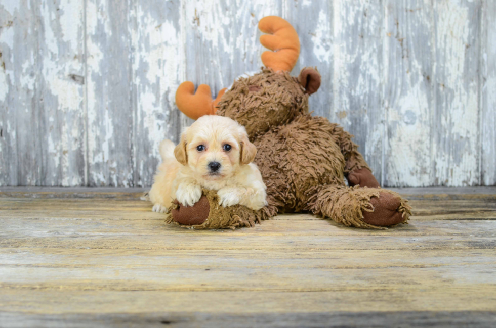 Maltipoo Pup Being Cute