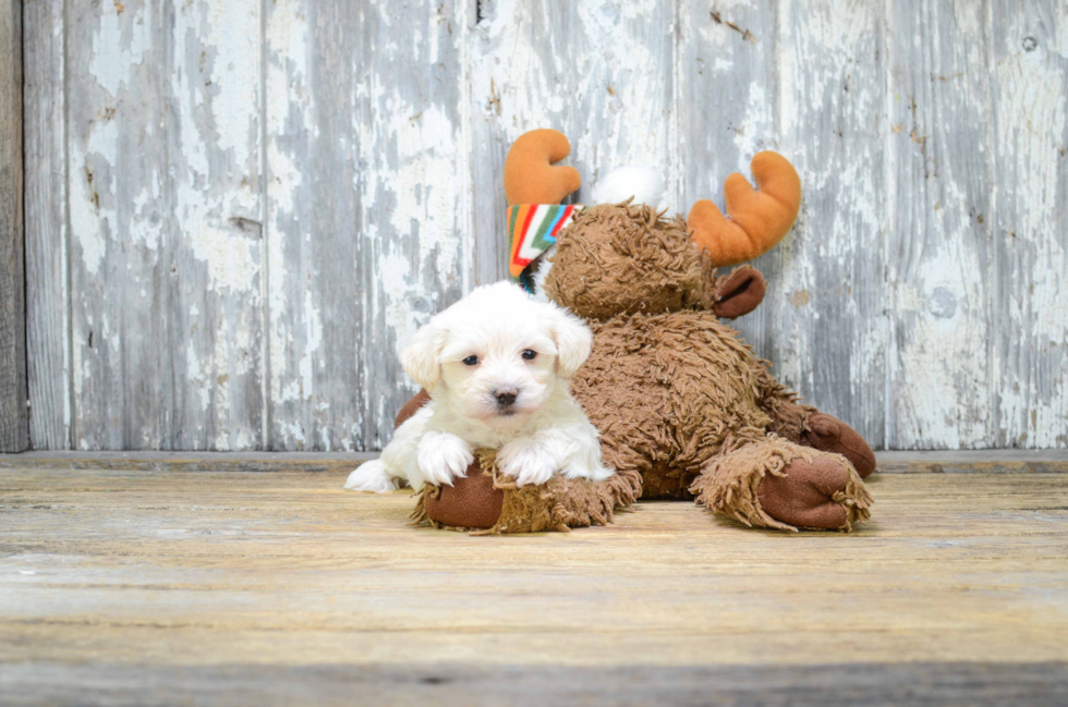 Adorable Maltese Poodle Poodle Mix Puppy
